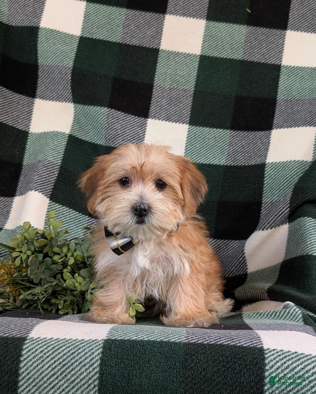 Morkie dogs for sale: Beethovan 7 lbs Full Grown - Ad 2
