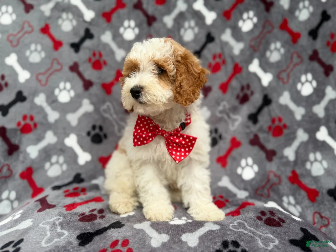 Cockapoo dogs for sale: Lucky - Ad 2
