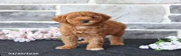 Miniature Poodle dogs for sale: Sweetie - Ad 4