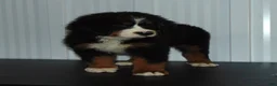 Bernese Mountain Dog dogs for sale: Bella - Ad 3