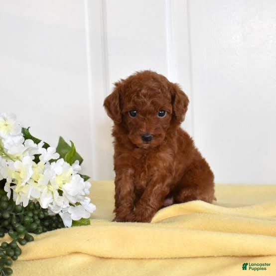 Toy Poodle dogs Champ - Ad 11