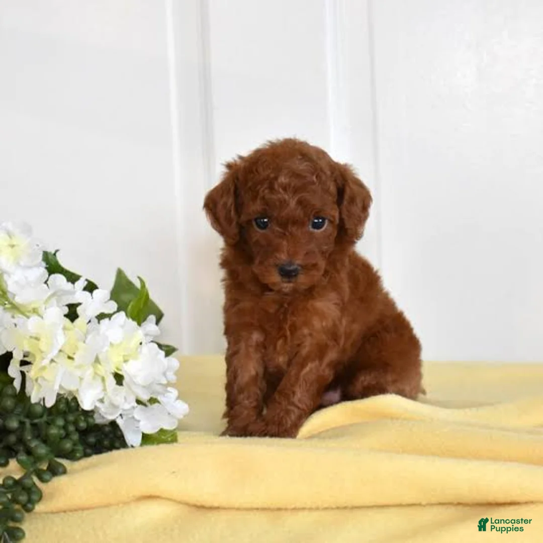 Toy Poodle dogs for sale: Champ - Ad 1