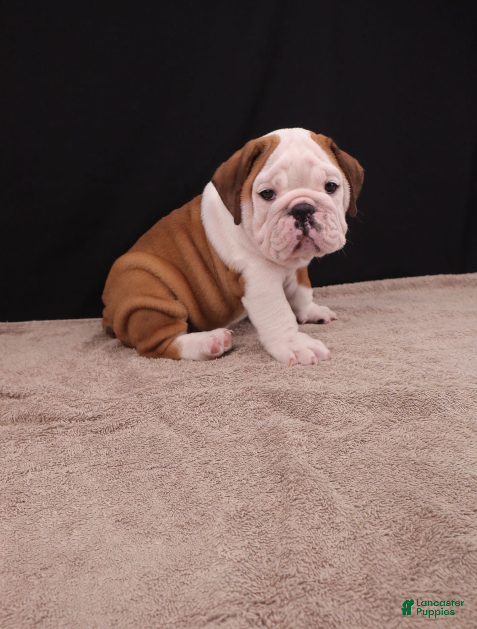 English Bulldog dogs Bruno - Ad 2