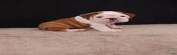 English Bulldog dogs for sale: Bruno - Ad 2