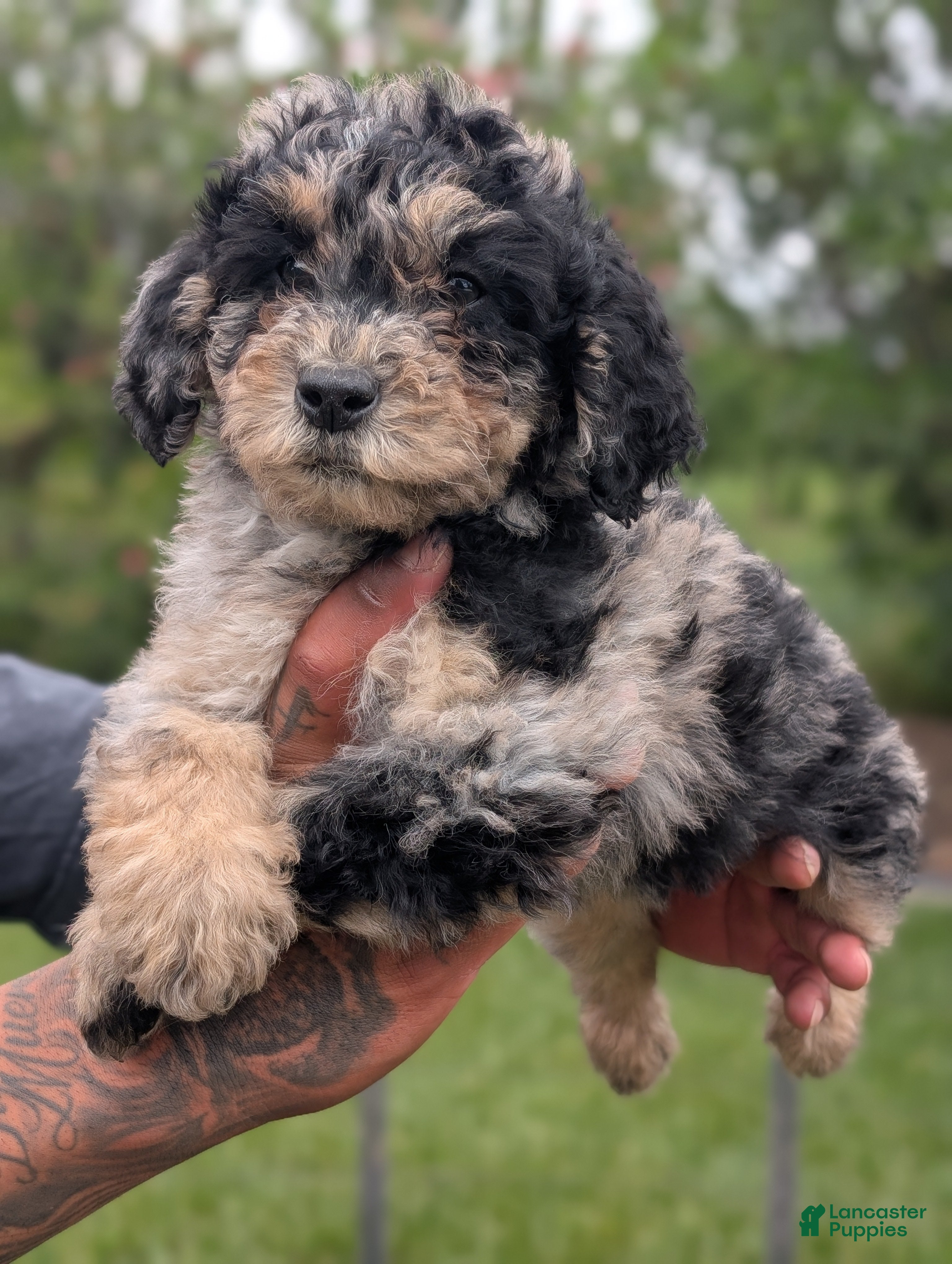 Mixed Breed dogs Daisy  - Ad 1