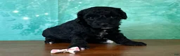 Miniature Poodle dogs for sale: Mulan - Ad 3