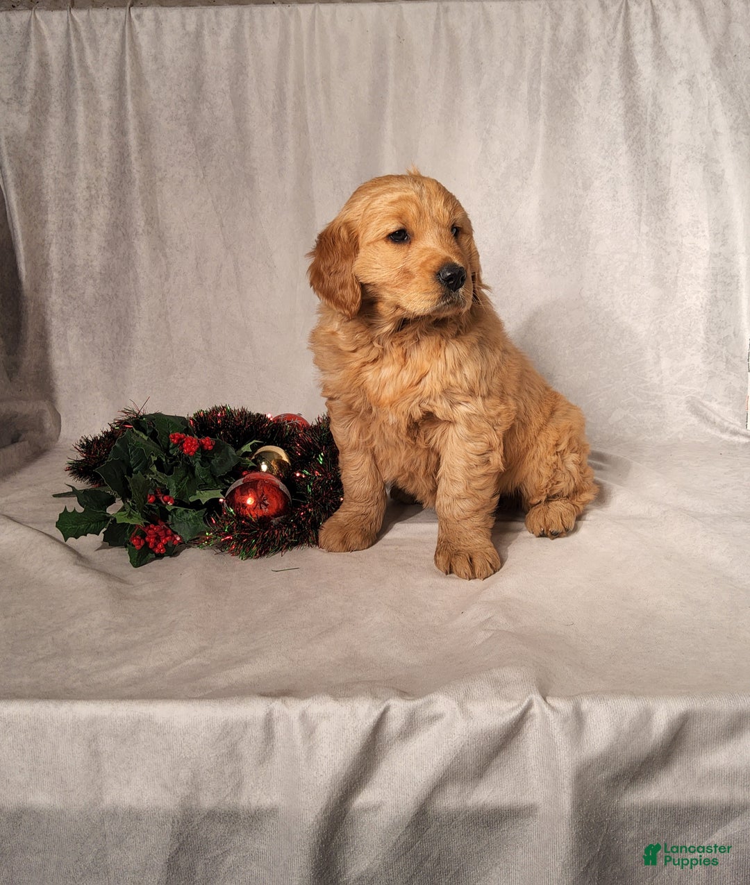 Goldendoodle dogs for sale: Betsy - Ad 9