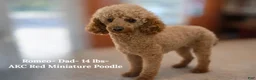 Miniature Poodle dogs for sale: Winnie- AKC Mini Poodle Girl in NC - Ad 3