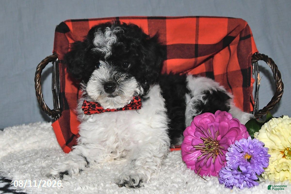 Havapoo dogs Oreo - Ad 2