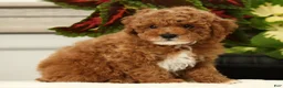 Miniature Poodle dogs for sale: Bingo - Ad 6