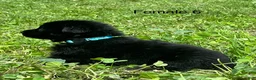 German Shepherd dogs for sale: German Shepherd 6 - Ad 3