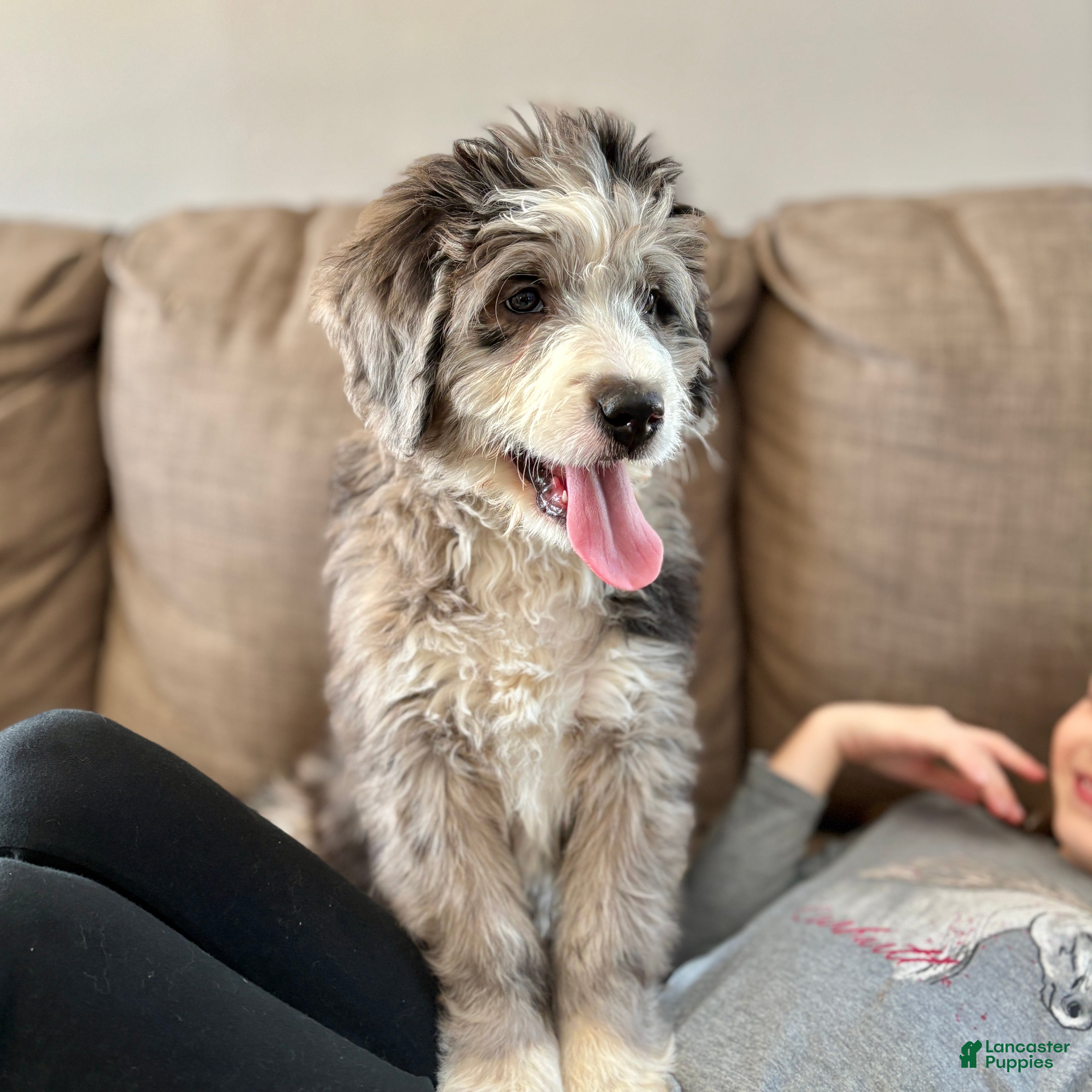 Bernedoodle dogs Rocky  - Ad 2