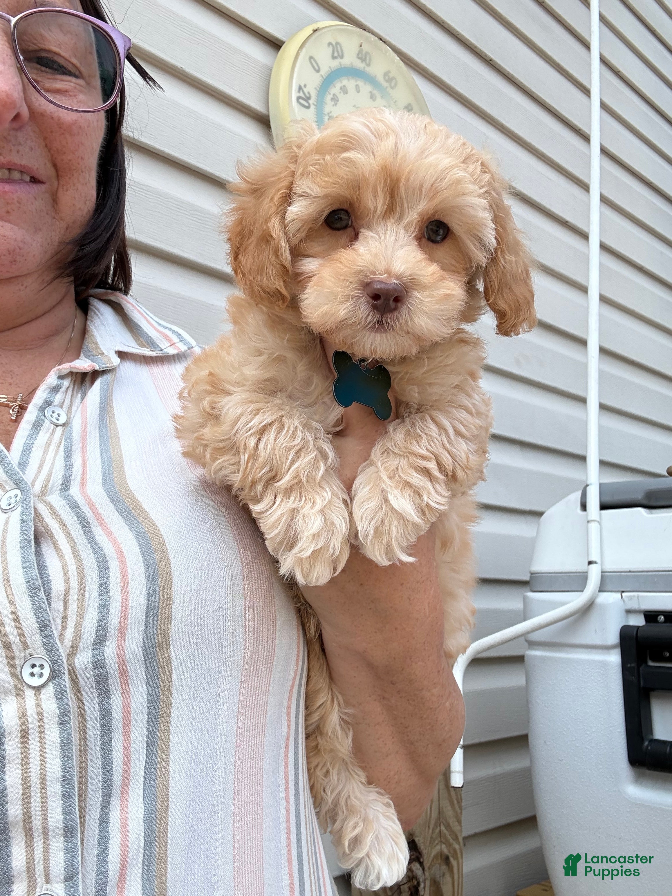 Maltipoo dogs Mr. Marshmello - Ad 1