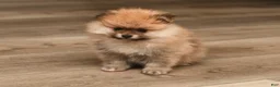 Pomeranian dogs for sale: Peachy - Ad 2