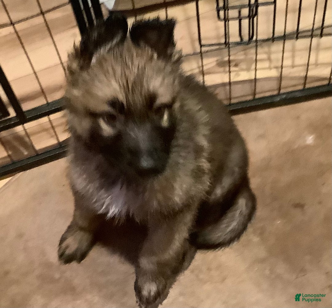 German Shepherd dogs for sale: Grizly - Ad 1