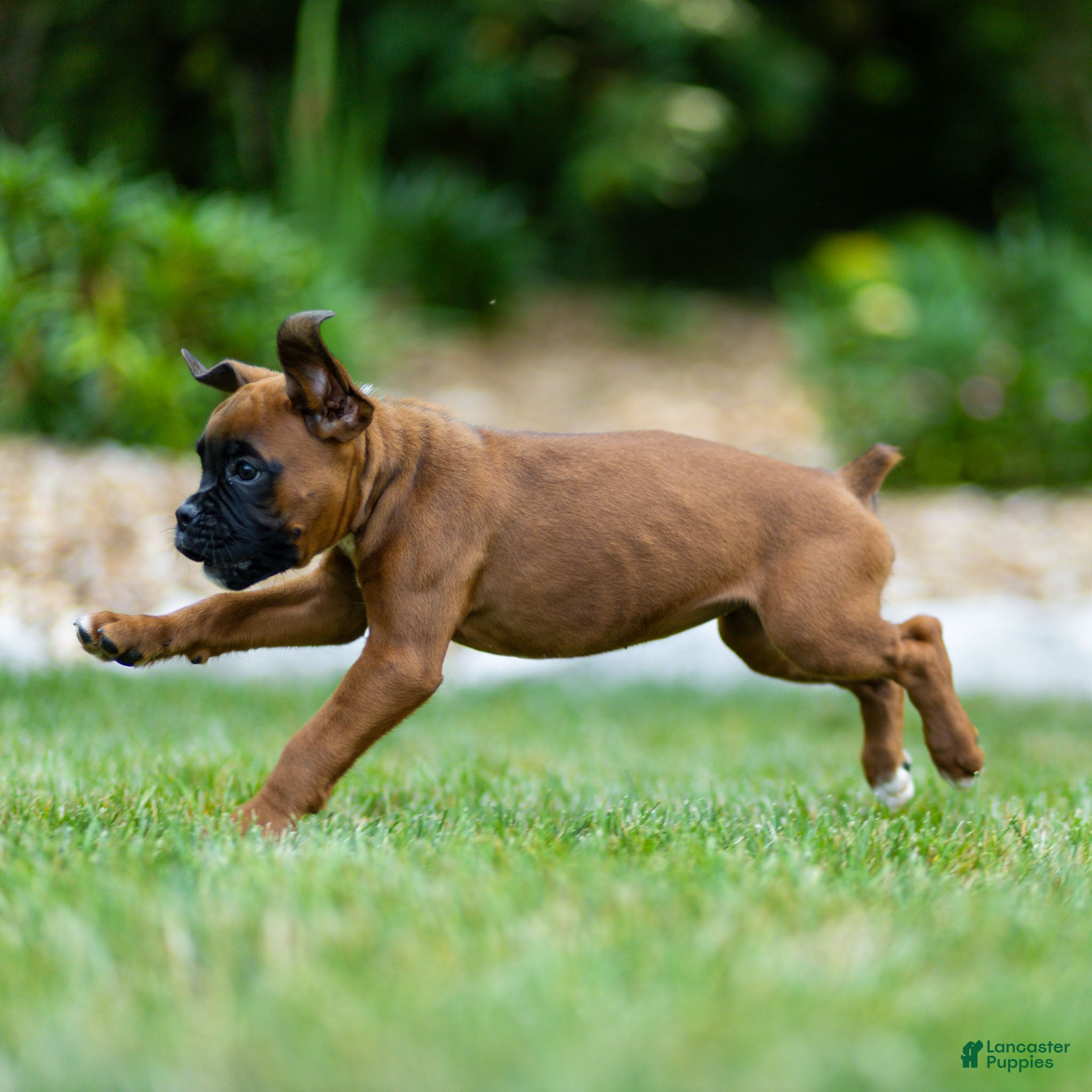 Boxer dogs Narissa Boxer  - Ad 2