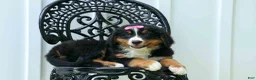 Bernese Mountain Dog dogs for sale: SALLY - Ad 12
