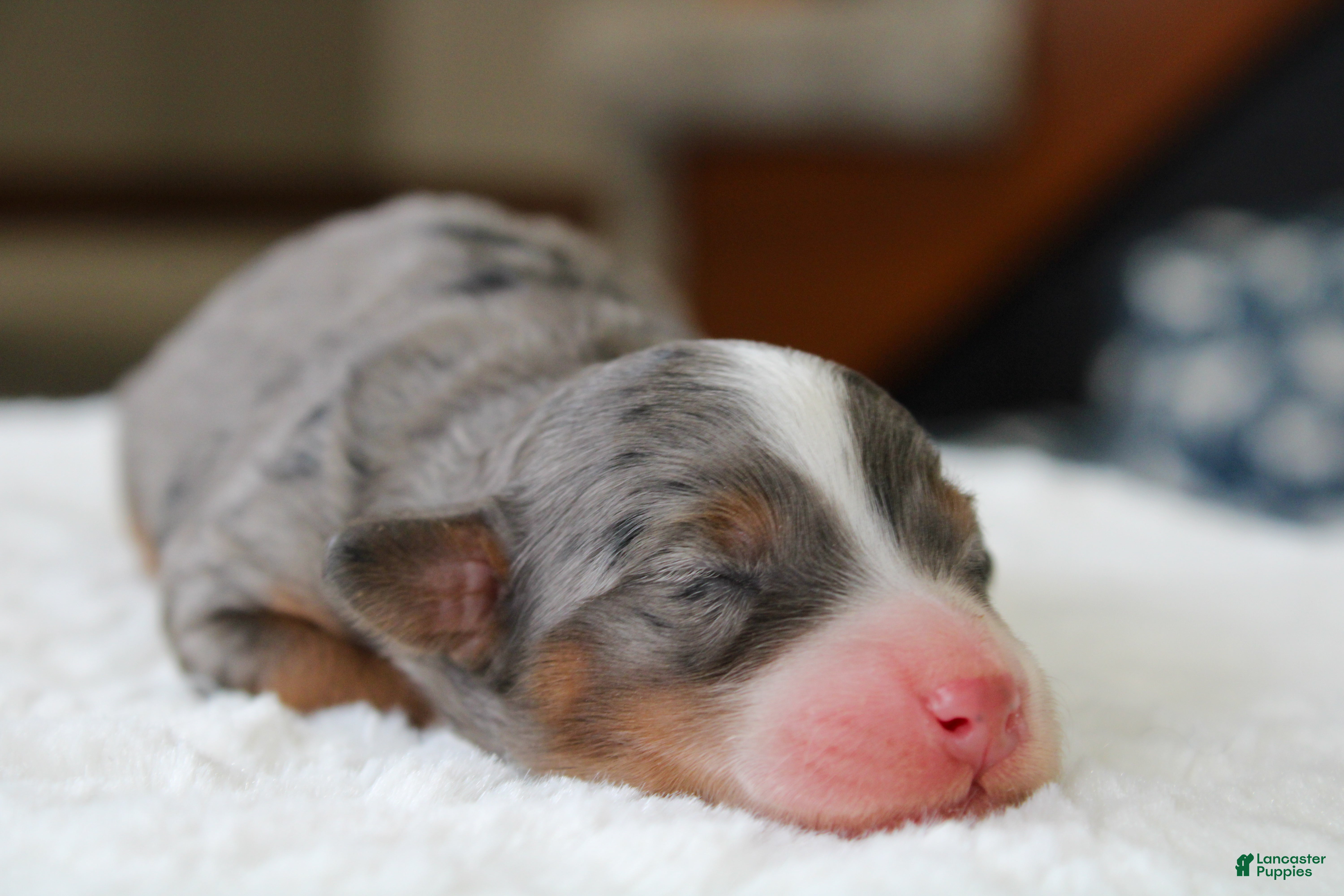 Mini Bernedoodle dogs Rowdy - Ad 2