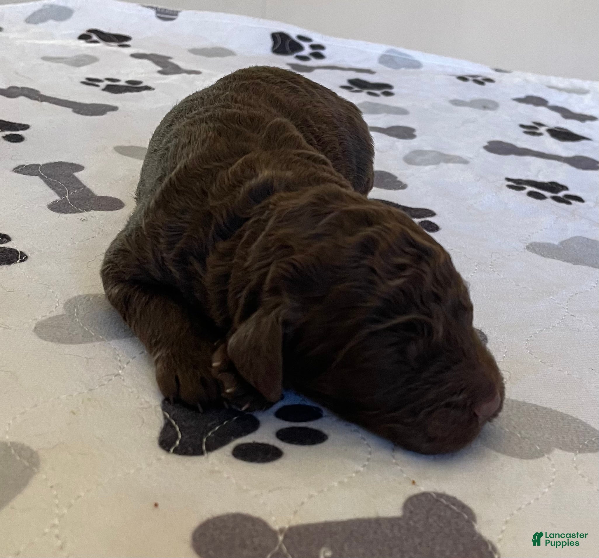 Labradoodle dogs Frodo - Ad 2