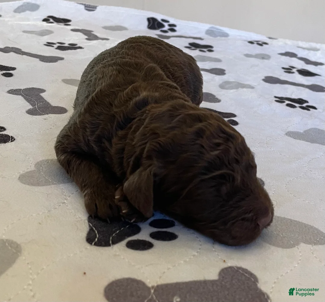 Labradoodle dogs for sale: Frodo - Ad 2
