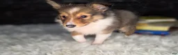 Shetland Sheepdog dogs for sale: Kelso - Ad 7