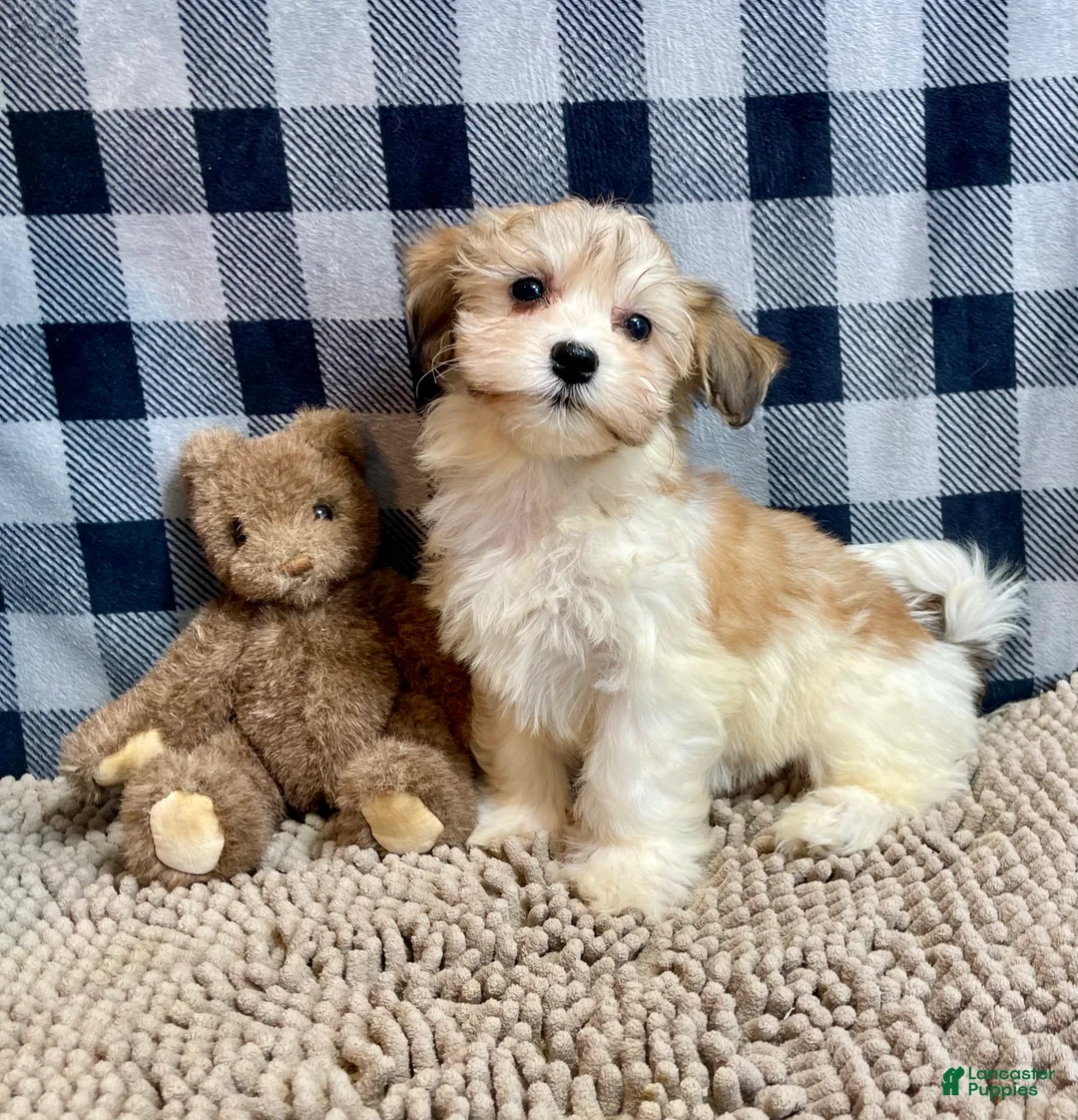 Mixed Breed dogs for sale: Shirley - Ad 12