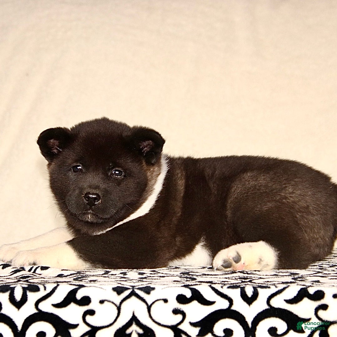 Akita dogs for sale: Allie  - Ad 3