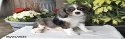 Cavalier King Charles Spaniel dogs for sale: Cody - Ad 5