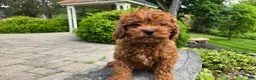 Cavapoo dogs for sale: Henry - Ad 9