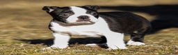 Boston Terrier dogs for sale: Robbie Boston Terrier Puppy  - Ad 5