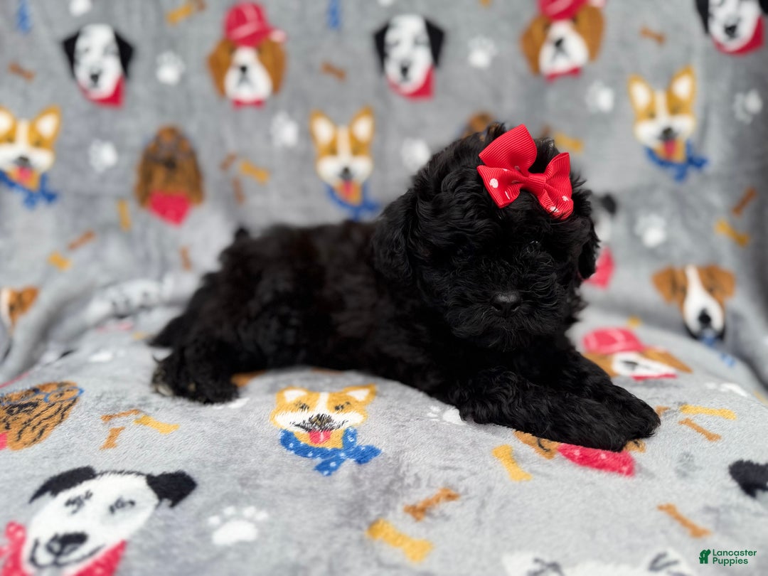 Shihpoo dogs for sale: Bailey - Ad 7