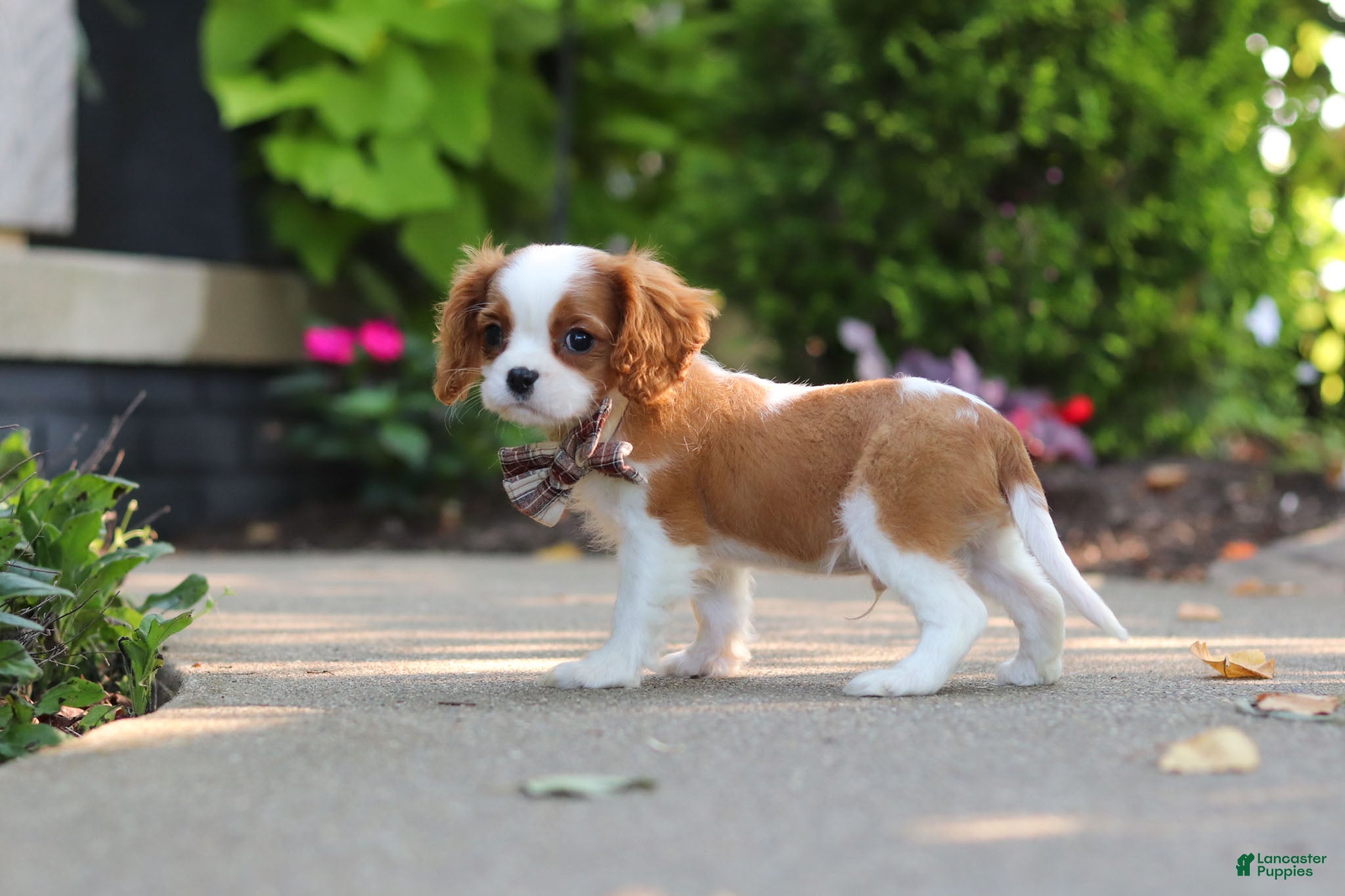 Cavalier King Charles Spaniel dogs Gus - Ad 2