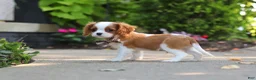 Cavalier King Charles Spaniel dogs for sale: Gus - Ad 9