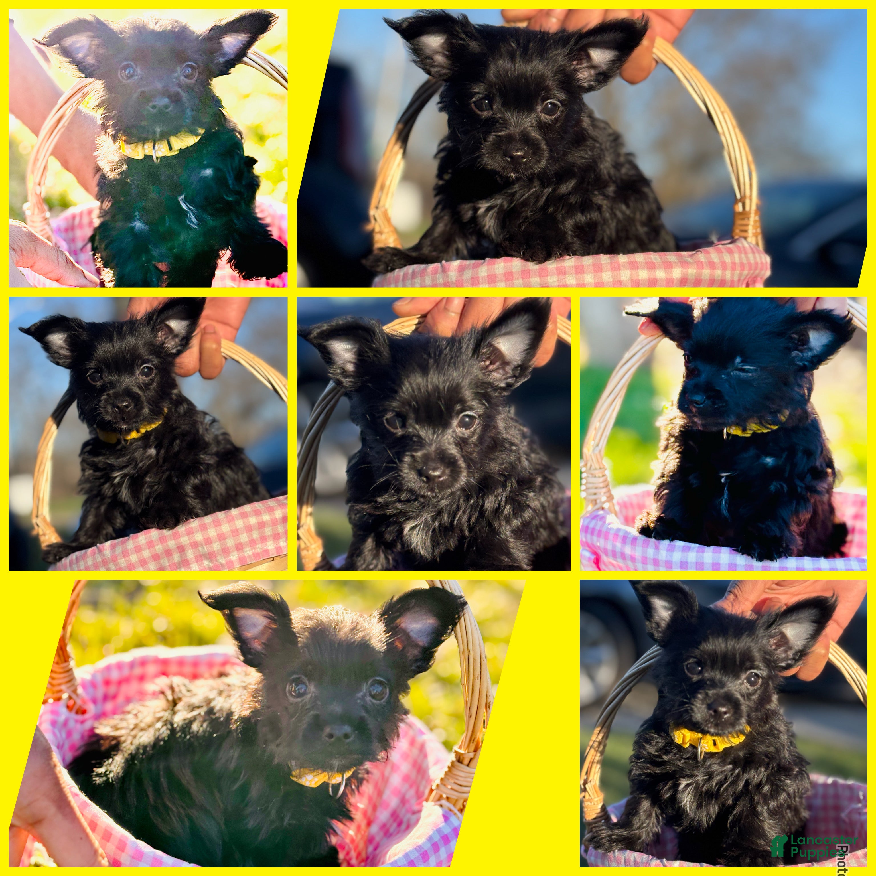 Yorkshire Terrier dogs Nala - Ad 26