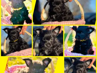 Yorkshire Terrier dogs Nala - Ad 17