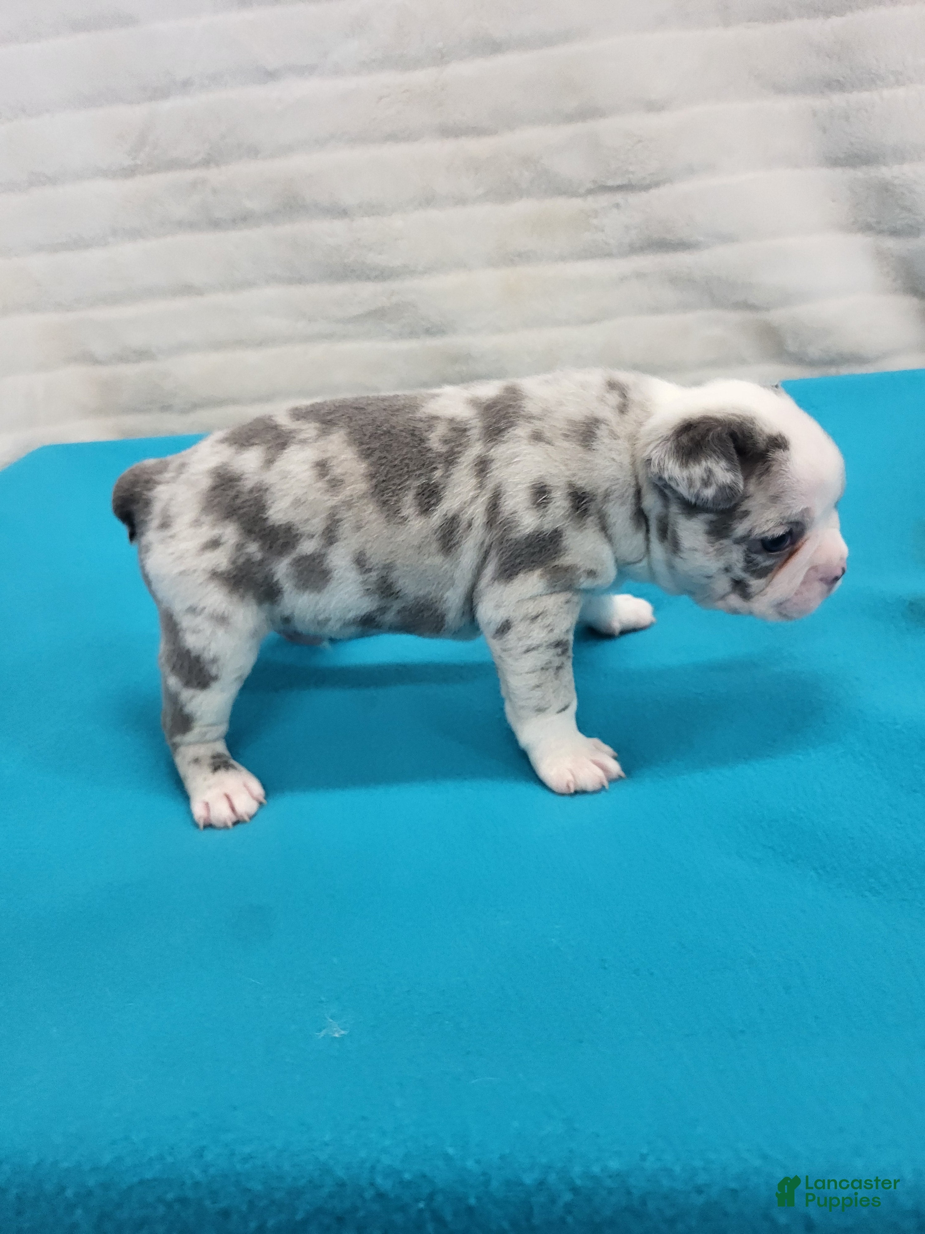 Frenchton dogs Dante - Ad 2
