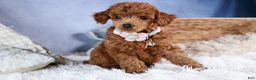 Toy Poodle dogs for sale: Tansy  - Ad 12