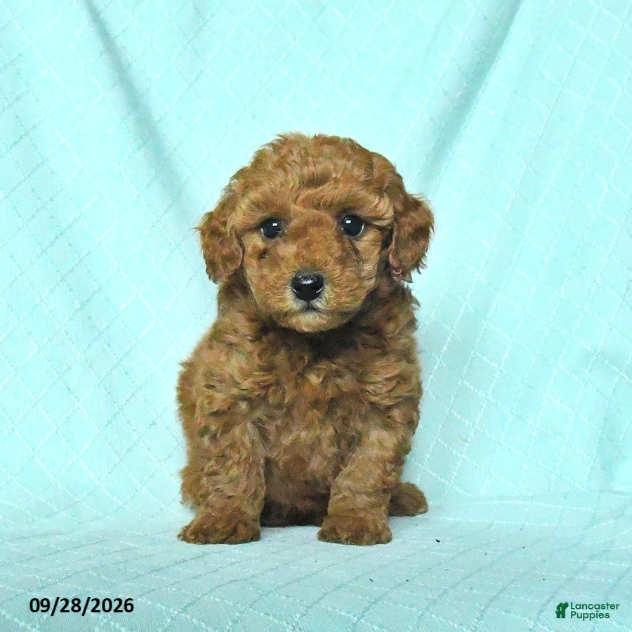 Toy Poodle dogs Ruby - Ad 2