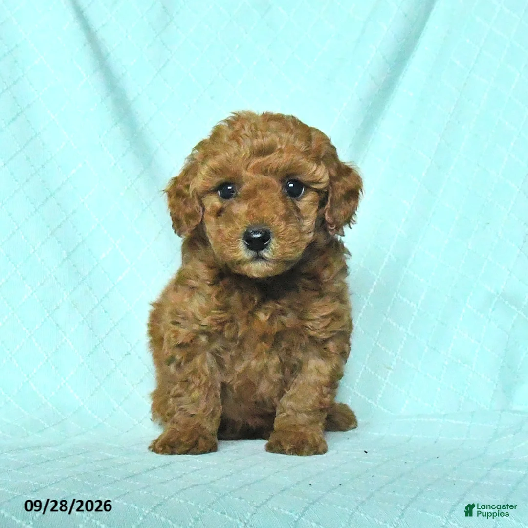 Toy Poodle dogs for sale: Ruby - Ad 2