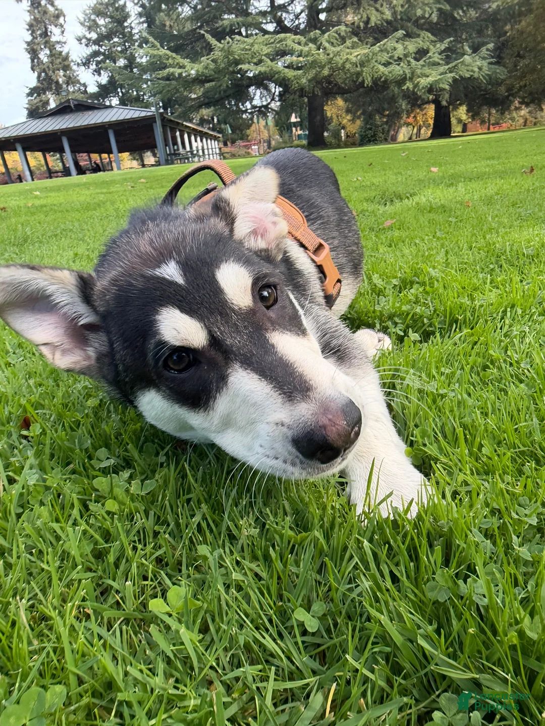 Mixed Breed dogs for sale: Mixed Breed 1 - Ad 1