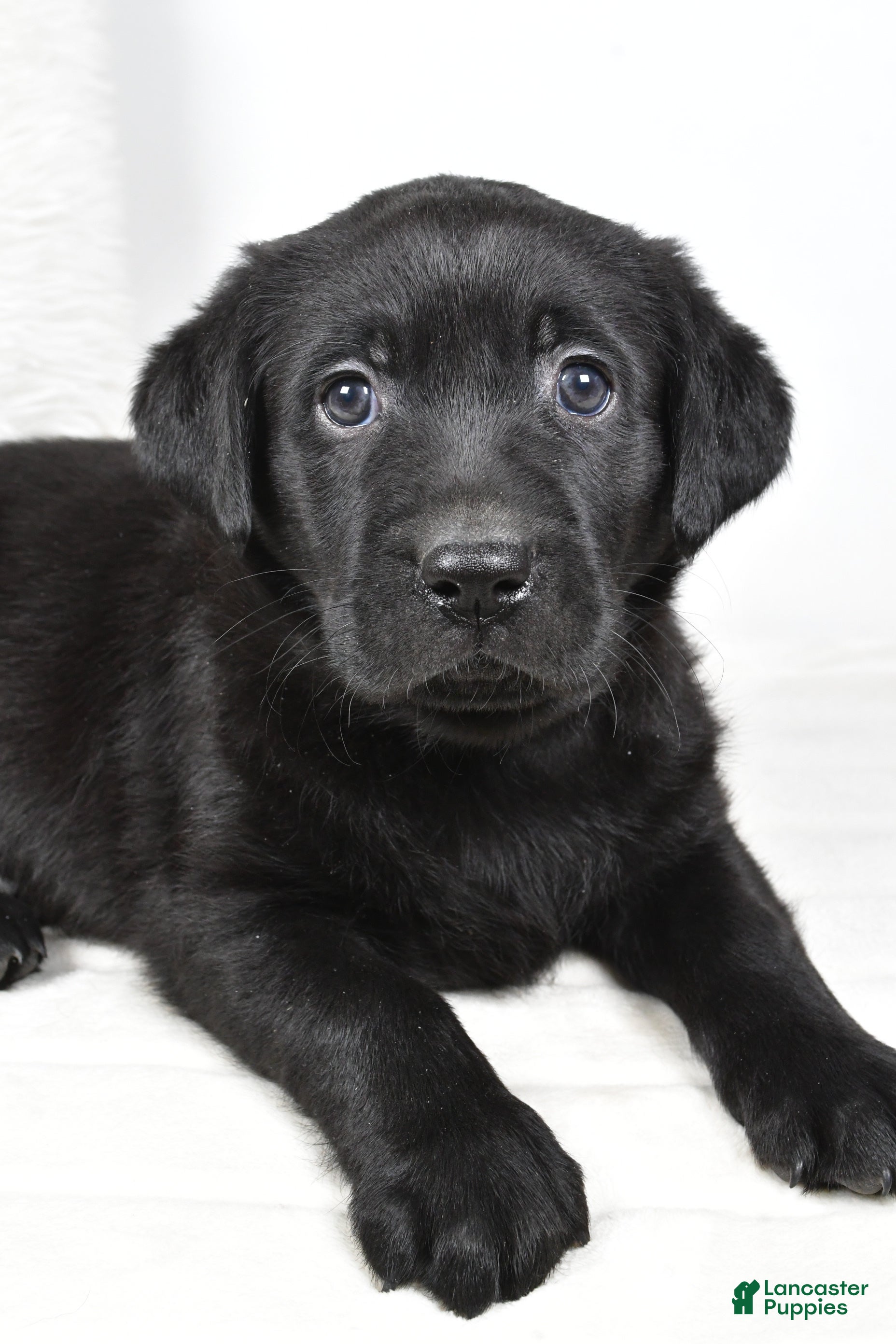 Labrador Retriever dogs Maggie - Ad 2