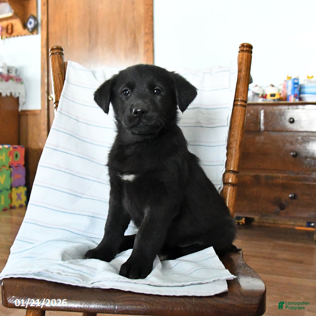 Mixed Breed dogs for sale: Timmy - Ad 1