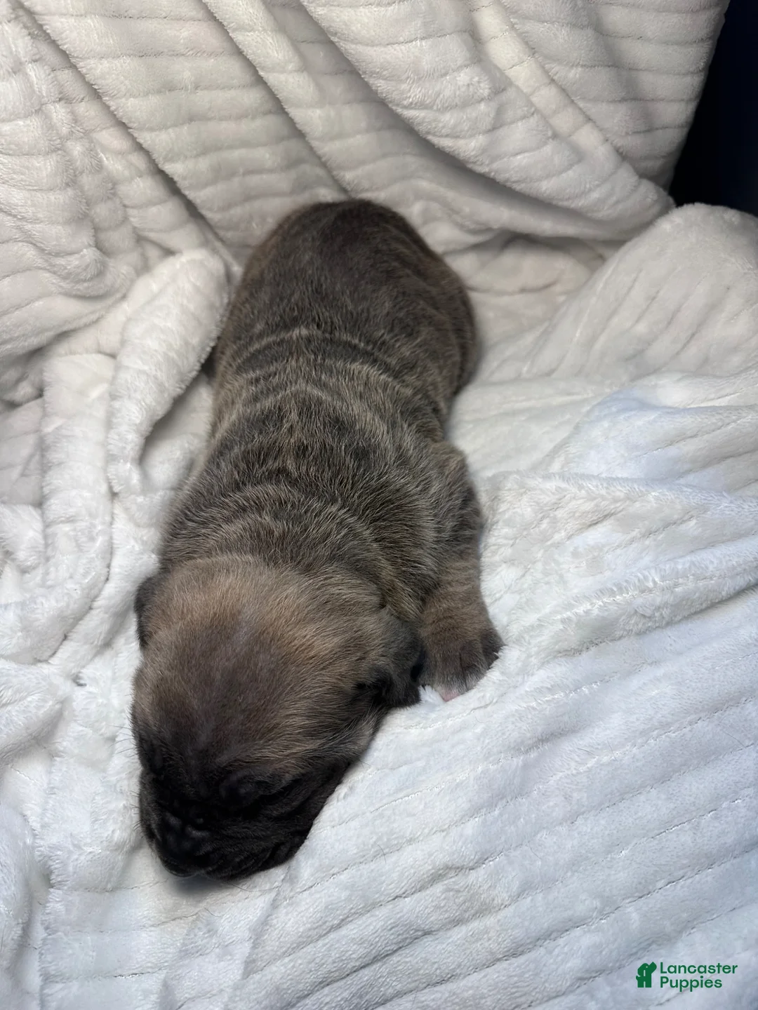 Cane Corso dogs for sale: Cane Corso Puppy 3 - Ad 2