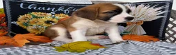 Saint Bernard dogs for sale: Beauty - Ad 3