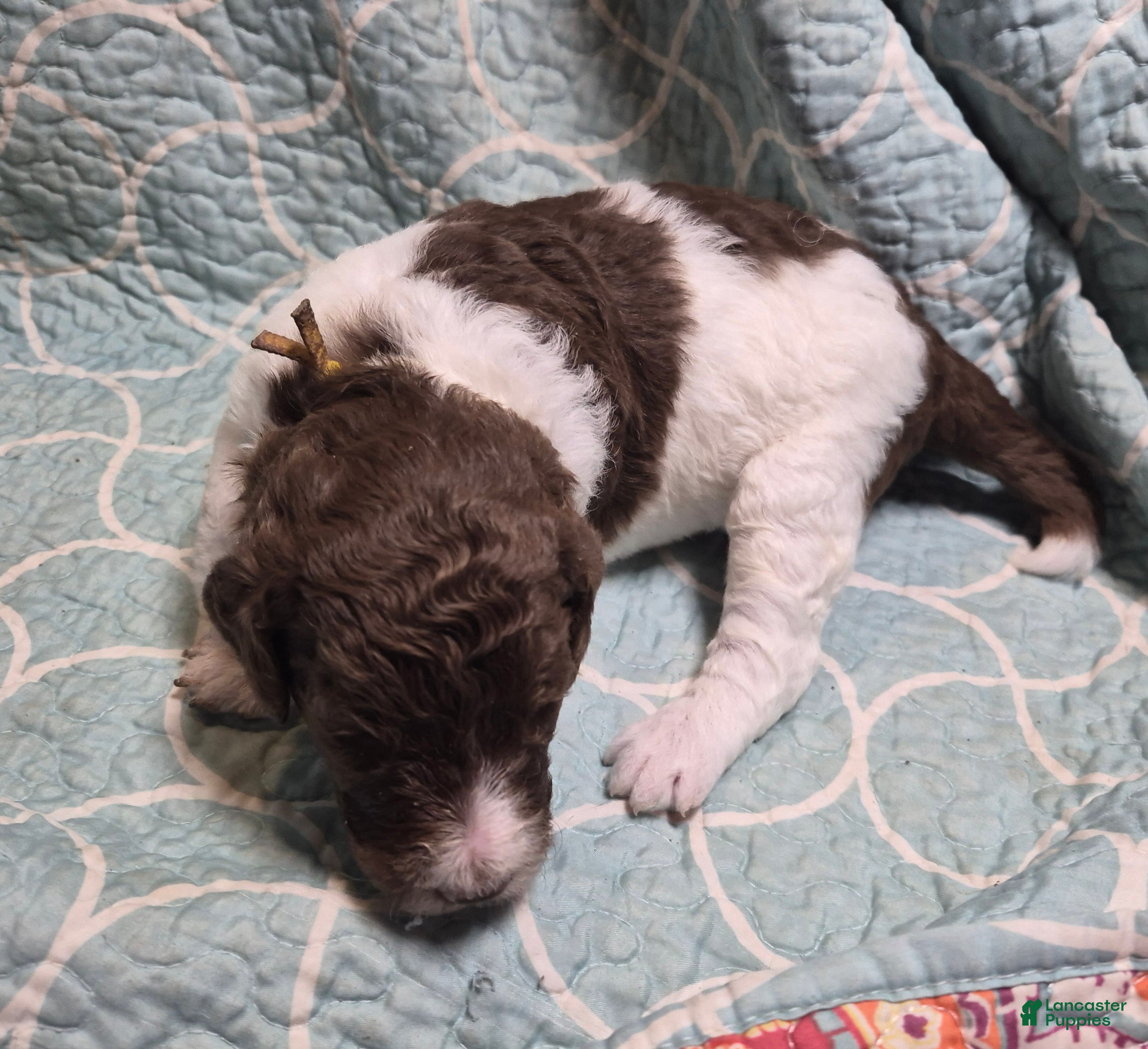 Labradoodle dogs Jonquil (Jo Jo) - Ad 8
