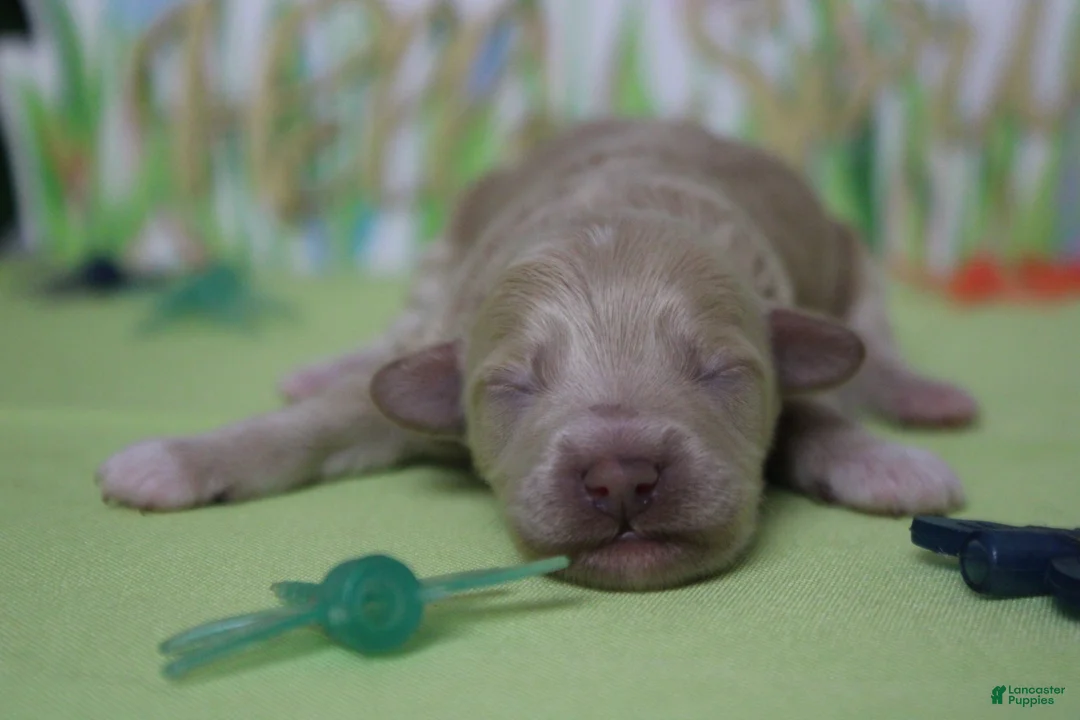 Havapoo dogs for sale: Willie  - Ad 2