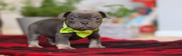 Frenchton dogs for sale: Jack - Ad 7