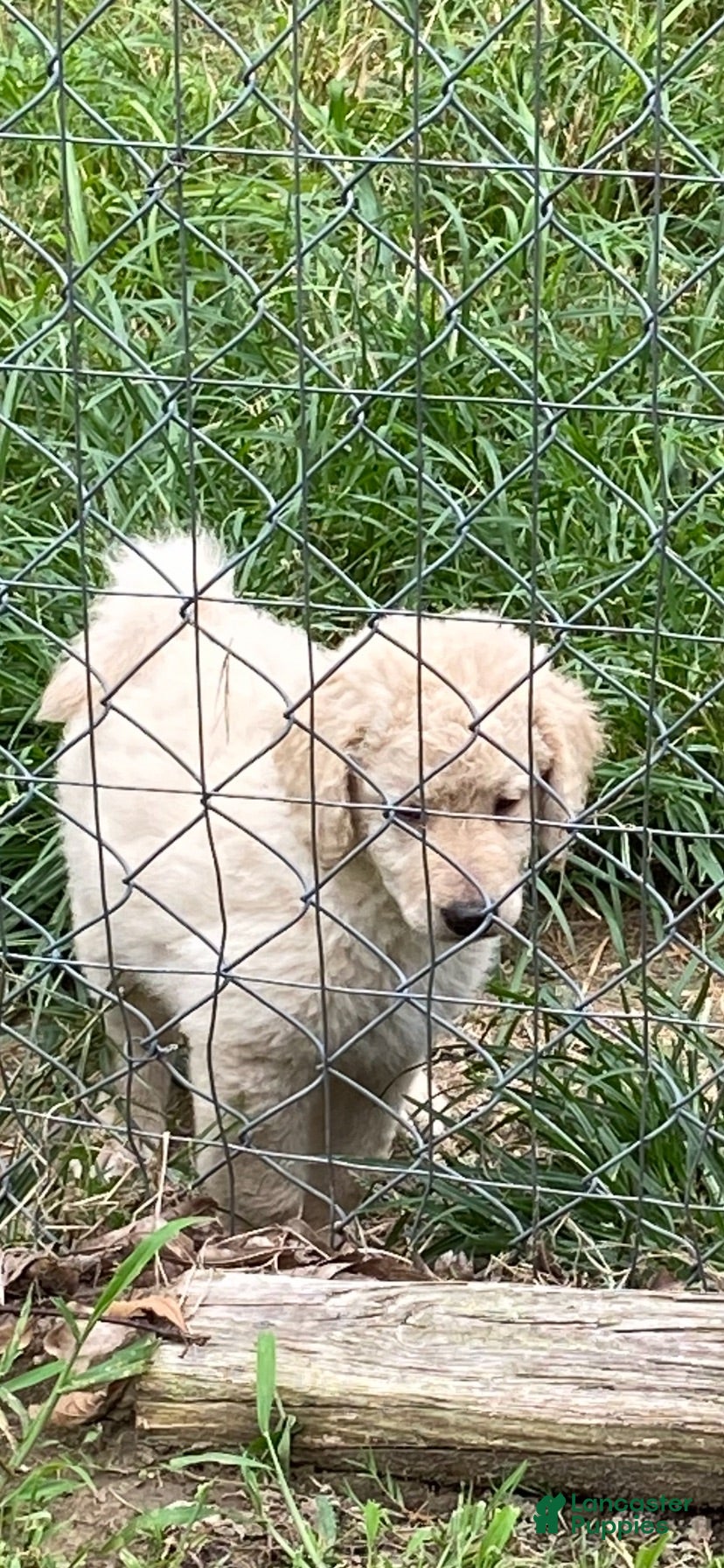 Goldendoodle dogs for sale: Goldendoodle 4 - Ad 3