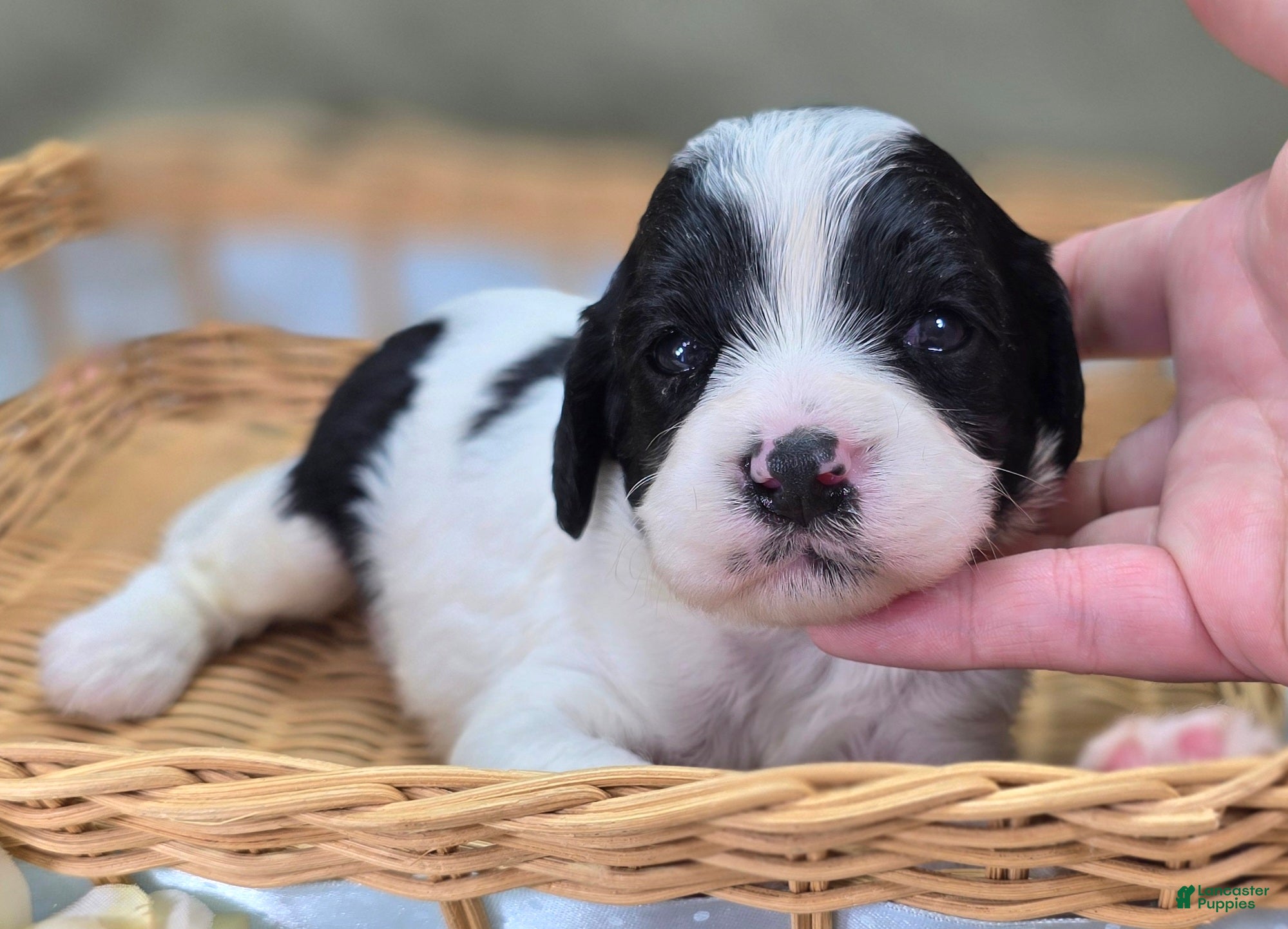 Cavapoo dogs Laramie - Ad 25