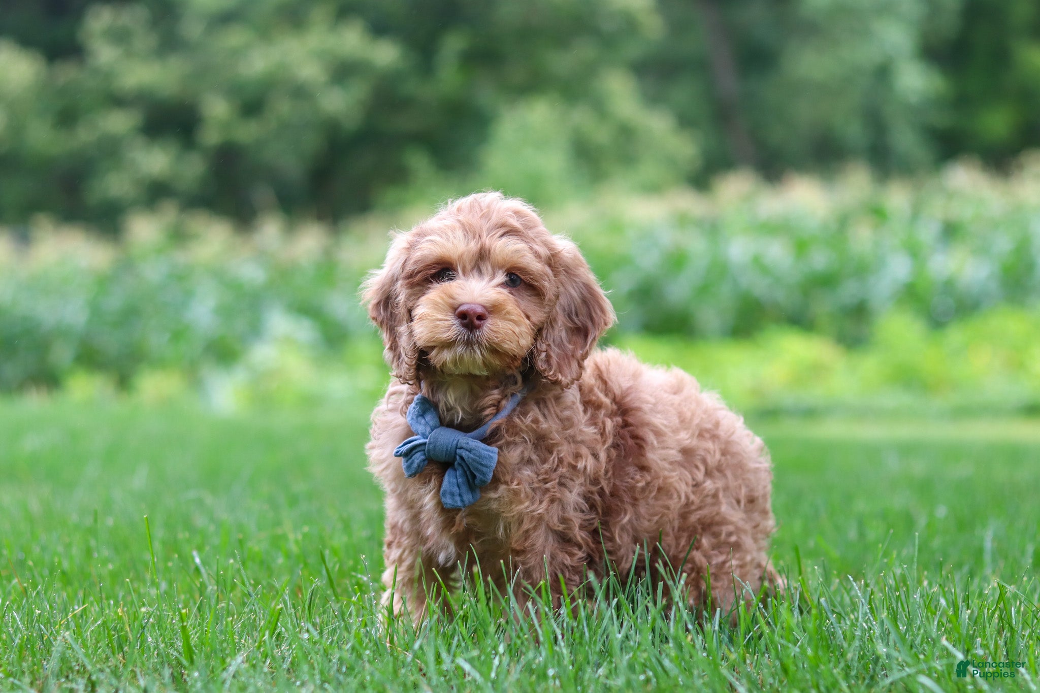Cockapoo dogs Leo - Ad 2